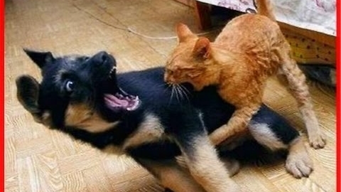 Dog unexpectedly attacked by a cat.