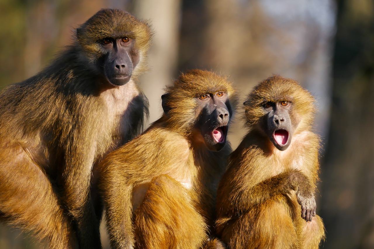 Three baboons, two of which is expressing surprise.